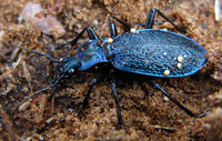 Carabus intricatus intricatus
