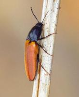 Ampedus pomorum
