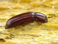 Corticeus unicolor