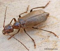 Vesperus strepens