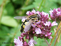 Helophilus trivittatus