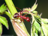 Formica truncorum