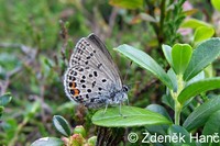 Vacciniina optilete - Cranberry Blue
