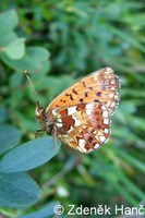 Boloria aquilonaris - Cranberry Fritillary