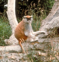 Patas monkey (Erythrocebus patas)