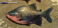 Colossoma macropomum, Tambaqui: fisheries, aquaculture, aquarium