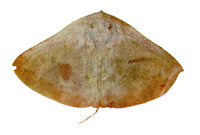 Gymnura micrura, Smooth butterfly ray: fisheries