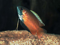 Trichogaster chuna, Honey gourami: aquarium