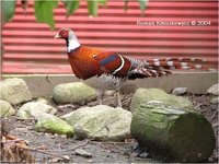 Elliot's Pheasant Syrmaticus ellioti