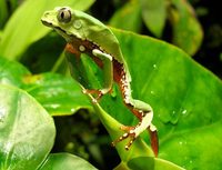 Giant monkey tree frog (Phyllomedusa bicolor)