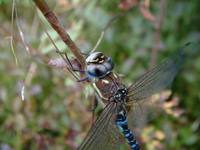 Aeshna mixta - Migrant Hawker