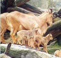 Image of: Ammotragus lervia (aoudad)