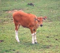 Image of: Bos javanicus (banteng)