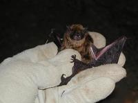 Image of: Myotis volans (long-legged myotis)