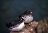 Cyclorrhynchus psittacula - Parakeet Auklet