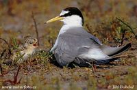 Sterna albifrons - Little Tern