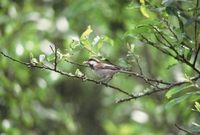 Parus rufescens - Chestnut-backed Chickadee