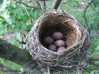 Hippolais icterina - Icterine Warbler