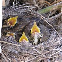 Turdus pilaris - Fieldfare