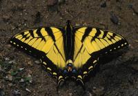 Image of: Papilio glaucus