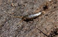 Image of: Thysanura (bristletails)