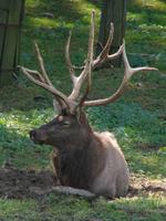 Cervus elaphus sibiricus - Siberian maral