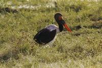 Image of: Ephippiorhynchus senegalensis (saddle-bill stork)