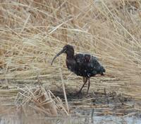 Image of: Plegadis chihi (white-faced ibis)