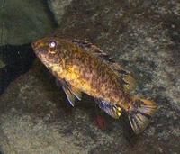 Image of: Haplochromis (mouth brooders)