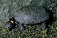Image of: Clemmys muhlenbergii (bog turtle)