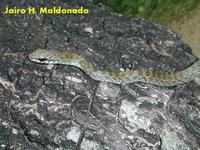 Image of: Mastigodryas boddaerti