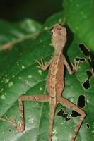 Otocryptis nigristigma