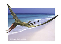 Rhamphorhynchus