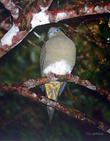Yellow-vented Green Pigeon - Treron seimundi