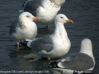 Yellow-legged Gull - Larus cachinnans