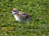 Malaysian Plover - Charadrius peronii