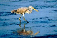 Western Reef Egret - Egretta gularis