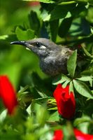 Brown Honeyeater