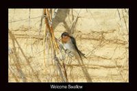 Welcome Swallow