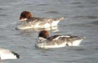 Smew - Mergellus albellus