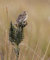 Paramo Pipit (Anthus bogotensis) photo