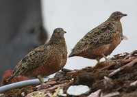 Rufous-bellied Seedsnipe - Attagis gayi