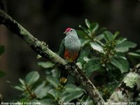 Rose-crowned Fruit-Dove - Ptilinopus regina