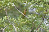 Brown-throated Parakeet - Aratinga pertinax