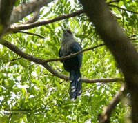 Black-bellied Malkoha - Phaenicophaeus diardi