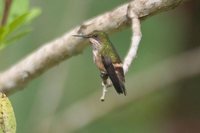 Festive Coquette - Lophornis chalybeus