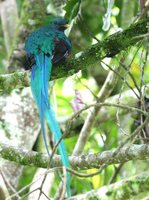 Resplendent Quetzal - Pharomachrus mocinno