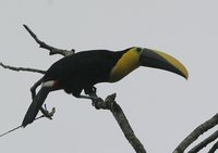 Choco Toucan - Ramphastos brevis