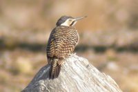 Andean Flicker - Colaptes rupicola