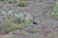 Scale-throated Earthcreeper - Upucerthia dumetaria